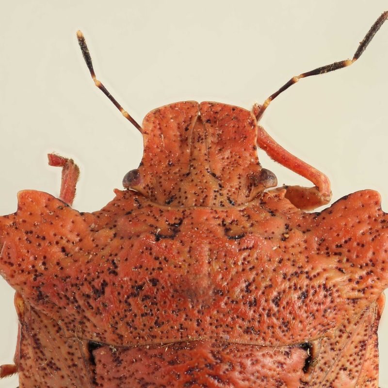 Entomological collection – Hemiptera 