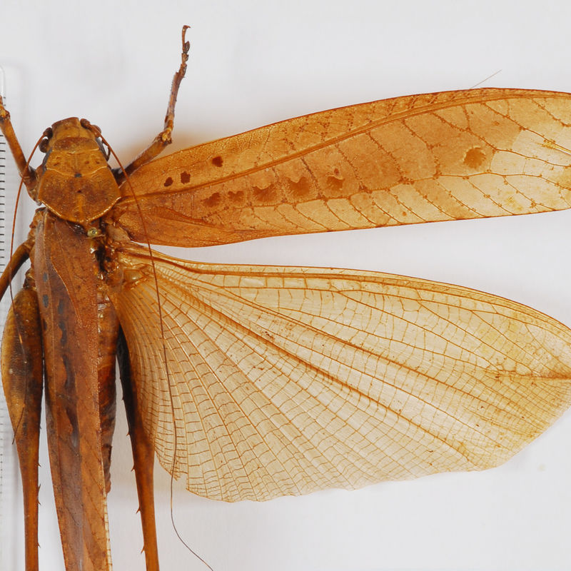 Entomology collection – Polyneoptera