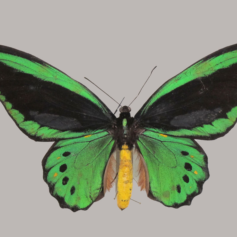 Entomological collection –  Lepidoptera (butterflies)
