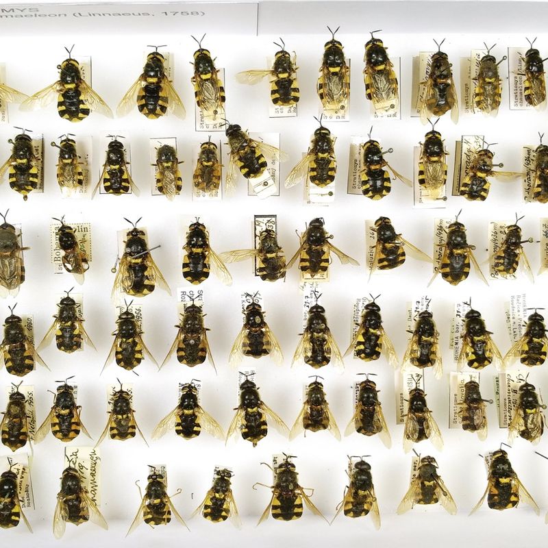 Enthomological collection – Diptera