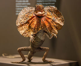 Zázraky evoluce