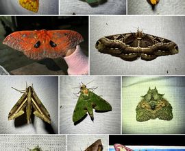 Obrázek 10. Druhová rozmanitost nočních motýlů tropického deštného lesa v Kamerunu, přilákaných na světelnou past. Obrázek 10. Druhová rozmanitost nočních motýlů tropického deštného lesa v Kamerunu, přilákaných na světelnou past.