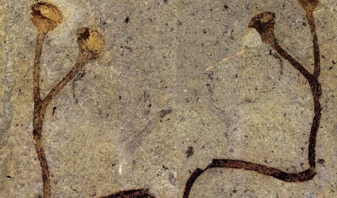 V Národním muzeu se ukrývala nejstarší rostlinná makrofosílie na světě
