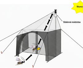 Obrázek 6. Schematický nákres funkce Malaiseho pasti. Obrázek 6. Schematický nákres funkce Malaiseho pasti.