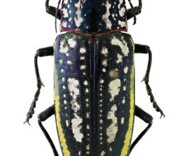 Již vypreparovaný krasec Pseudotaenia spilota