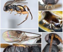 Obrázek 12. Nový druh lumčíka (Hymenoptera: Braconidae) rodu Diolcogaster Ashmead, 1900 z vesnice Ebogo, který se díky své unikátní morfologii dokáže pohybovat uvnitř stonků rostlin, kde hledá své hostitele. Obrázek 12. Nový druh lumčíka (Hymenoptera: Braconidae) rodu Diolcogaster Ashmead, 1900 z vesnice Ebogo, který se díky své unikátní morfologii dokáže pohybovat uvnitř stonků rostlin, kde hledá své hostitele.