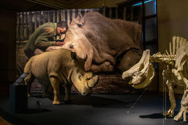 V Národním muzeu můžete spatřit nejslavnějšího nosorožce světa