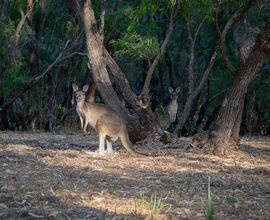 Klokani velcí (Macropus fuliginosus) pozorují náš stan v jednom z kempů