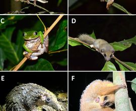 Obrázek 15. Noční živočichové tropického deštného lesa u vesnice Ebogo: A) chameleon hřebenatý (Trioceros cristatus); B) brokesie listová (Rhampholeon spectrum); C) rákosnička rodu Leptopelis; D) plch rodu Graphiurus; E) luskoun bělobřichý (Phataginus tricuspis); F) poto zlatý (Arctocebus aureus). Obrázek 15. Noční živočichové tropického deštného lesa u vesnice Ebogo: A) chameleon hřebenatý (Trioceros cristatus); B) brokesie listová (Rhampholeon spectrum); C) rákosnička rodu Leptopelis; D) plch rodu Graphiurus; E) luskoun bělobřichý (Phataginus tricuspis); F) poto zlatý (Arctocebus aureus).