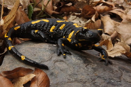 Genetická struktura populací mloka skvrnitého (Salamandra salamandra) na území České republiky