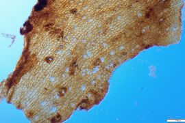 Paleoprostředí prvních angiosperm během střední křídy, případová studie na materiálu z Iberského poloostrova a střední Evropy
