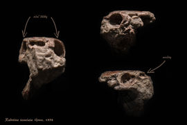 Zkameněliny z Národního muzea změnily pohled na počátek evoluce zubů